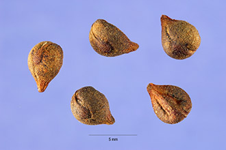 <i>Ampelopsis bipinnata</i> Michx.