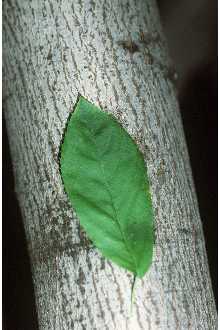 <i>Amelanchier arborea</i> (Michx. f.) Fernald var. cordifolia (Ashe) B. Boivin