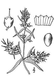 <i>Ammannia auriculata</i> Willd. var. arenaria (Kunth) Koehne