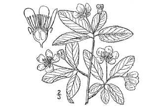 <i>Amelanchier oligocarpa</i> (Michx.) M. Roem.