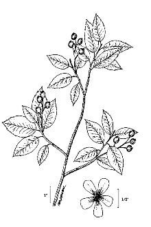 <i>Amelanchier canadensis</i> (L.) Medik. var. subintegra Fernald