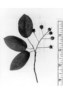 <i>Amelanchier canadensis</i> (L.) Medik. var. subintegra Fernald
