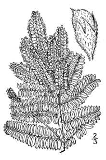 <i>Amorpha brachycarpa</i> Palmer