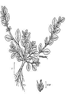 <i>Amaranthus albomarginatus</i> Uline & Bray