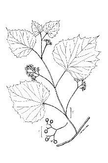 <i>Cissus ampelopsis</i> Pers.