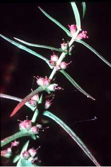<i>Ammannia coccinea</i> Rottb. ssp. purpurea (Lam.) Koehne