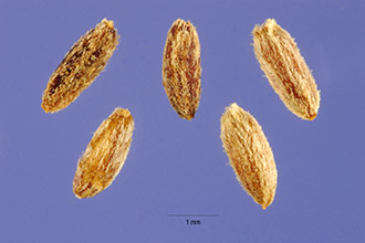 <i>Gutierrezia dracunculoides</i> (DC.) S.F. Blake