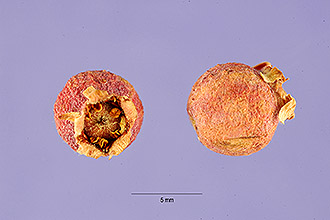 <i>Amelanchier alnifolia</i> (Nutt.) Nutt. ex M. Roem. ssp. florida (Lindl.) Hultén