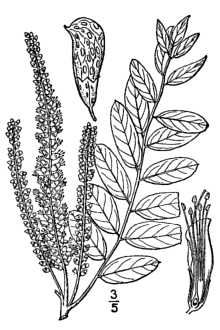 <i>Amorpha angustifolia</i> (Pursh) Boynt.