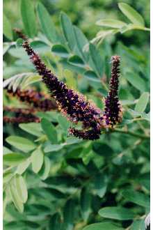 <i>Amorpha fruticosa</i> L. var. croceolanata (P.W. Watson) P.W. Watson ex Mouillef.