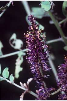 <i>Amorpha fruticosa</i> L. var. emarginata Pursh