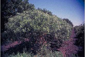 <i>Amorpha dewinkeleri</i> Small