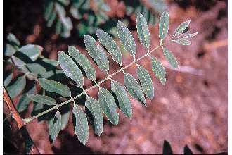 <i>Amorpha fruticosa</i> L. var. tennesseensis (Shuttlw. ex Kunze) Palmer