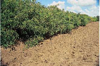 <i>Amorpha occidentalis</i> Abrams var. emarginata (Pursh) Palmer