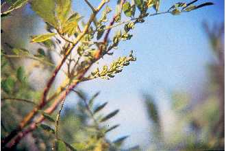 <i>Amorpha fruticosa</i> L. var. croceolanata (P.W. Watson) P.W. Watson ex Mouillef.