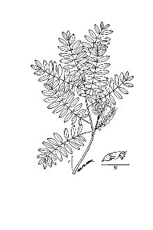 <i>Amorpha fruticosa</i> L. var. tennesseensis (Shuttlw. ex Kunze) Palmer