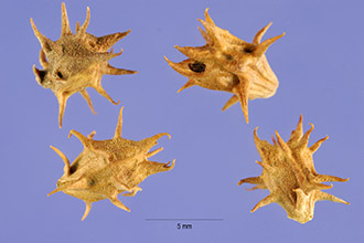 <i>Gaertnera tomentosa</i> (A. Gray) Kuntze