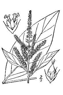 <i>Amaranthus patulus</i> Bertol.