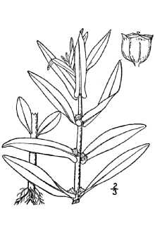 <i>Ammannia teres</i> Raf. var. exauriculata (Fernald) Fernald
