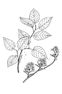 <i>Amelanchier arborea</i> (Michx. f.) Fernald ssp. laevis (Wiegand) S. McKay ex Landry