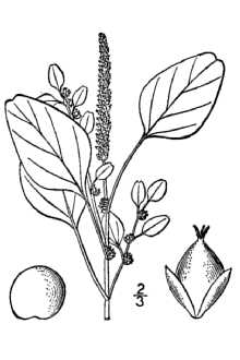 <i>Amaranthus blitum</i> L. ssp. emarginatus (Moq. ex Uline & Bray) Carretero, Garmendia