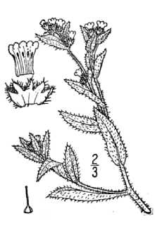 <i>Benthamia lycopsoides</i> (Lehm.) Lindl. ex Druce