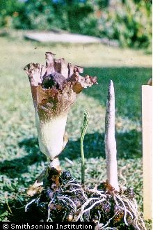 Whitespot Giant Arum