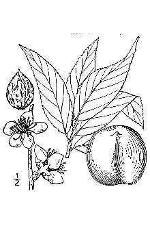 <i>Persica vulgaris</i> Mill.