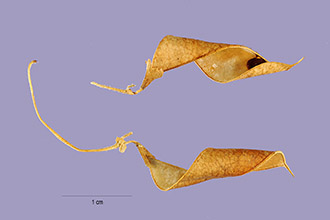 <i>Falcata pitcheri</i> (Torr. & A. Gray) Kuntze