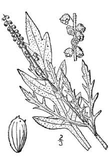 <i>Ambrosia psilostachya</i> DC. var. lindheimeriana (Scheele) Blank.