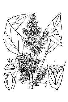 <i>Amaranthus retroflexus</i> L. var. salicifolius I.M. Johnst.