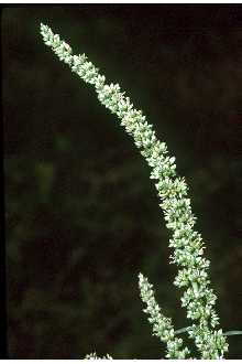 <i>Acnida altissima</i> (Riddell) Moq. ex Standl. var. prostrata (Uline & Bray) Fernald