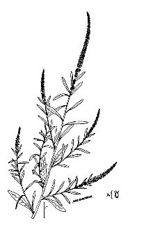 <i>Acnida altissima</i> (Riddell) Moq. ex Standl. var. subnuda (S. Watson) Fernald