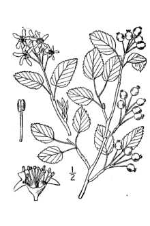 <i>Amelanchier spicata</i> auct. non (Lam.) K. Koch. p.p.