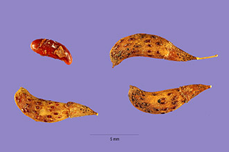 <i>Amorpha fruticosa</i> L. var. oblongifolia Palmer