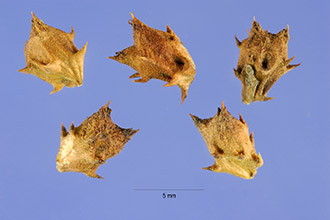 <i>Franseria tomentosa</i> (Nutt.) A. Nelson, non A. Gray
