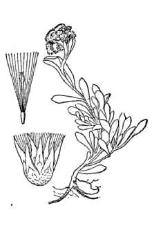 <i>Antennaria pedunculata</i> A.E. Porsild