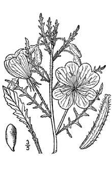 <i>Oenothera ctenophylla</i> (Wooton & Standl.) Tidestr.