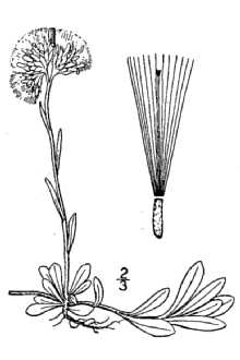 <i>Antennaria recurva</i> Greene