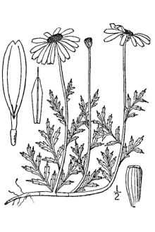 <i>Anthemis arvensis</i> L. var. agrestis (Wallr.) DC.