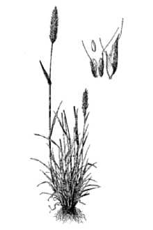 Annual Vernalgrass