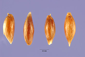 <i>Anthoxanthum ovatum</i> Lag. var. aristatum (Boiss.) Pérez Lara