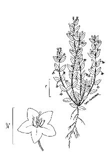 <i>Lysimachia arvensis</i> (L.) U. Manns & Anderb.