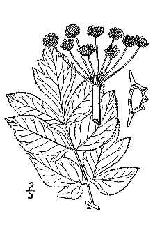 <i>Angelica atropurpurea</i> L. var. occidentalis Fassett