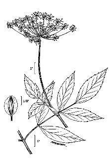 <i>Angelica atropurpurea</i> L. var. occidentalis Fassett