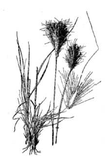 <i>Bothriochloa barbinodis</i> (Lag.) Herter var. perforata (Trin. ex Fourn.) Gould