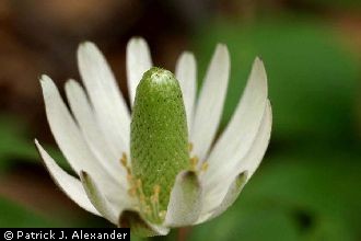 <i>Anemone decapetala</i> Ard. var. heterophylla (Torr. & A. Gray) Britton & Rusby