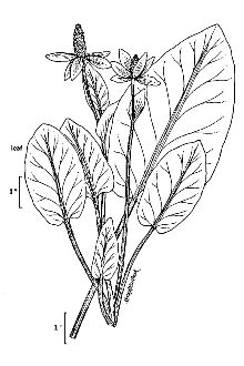 <i>Anemopsis californica</i> (Nutt.) Hook. & Arn. var. subglabra L. Kelso