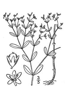 <i>Anychia canadensis</i> (L.) Britton, Sterns & Poggenb.