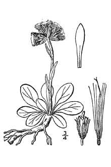 <i>Antennaria longifolia</i> Greene